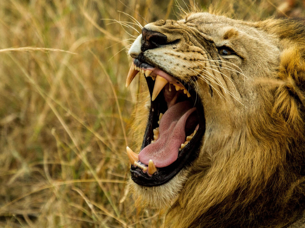 Lion king in wild Africa wallpaper 1280x960