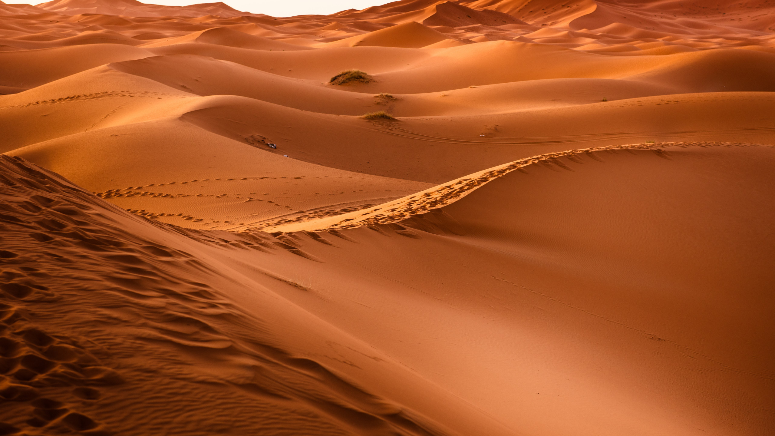 Sahara Desert wallpaper 2560x1440