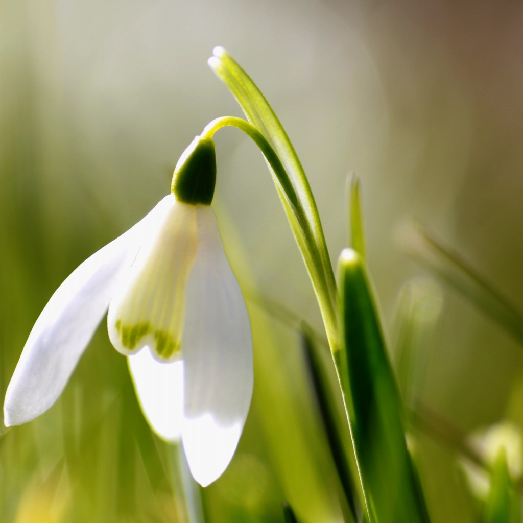 Spring is here. Snowdrop wallpaper 1024x1024