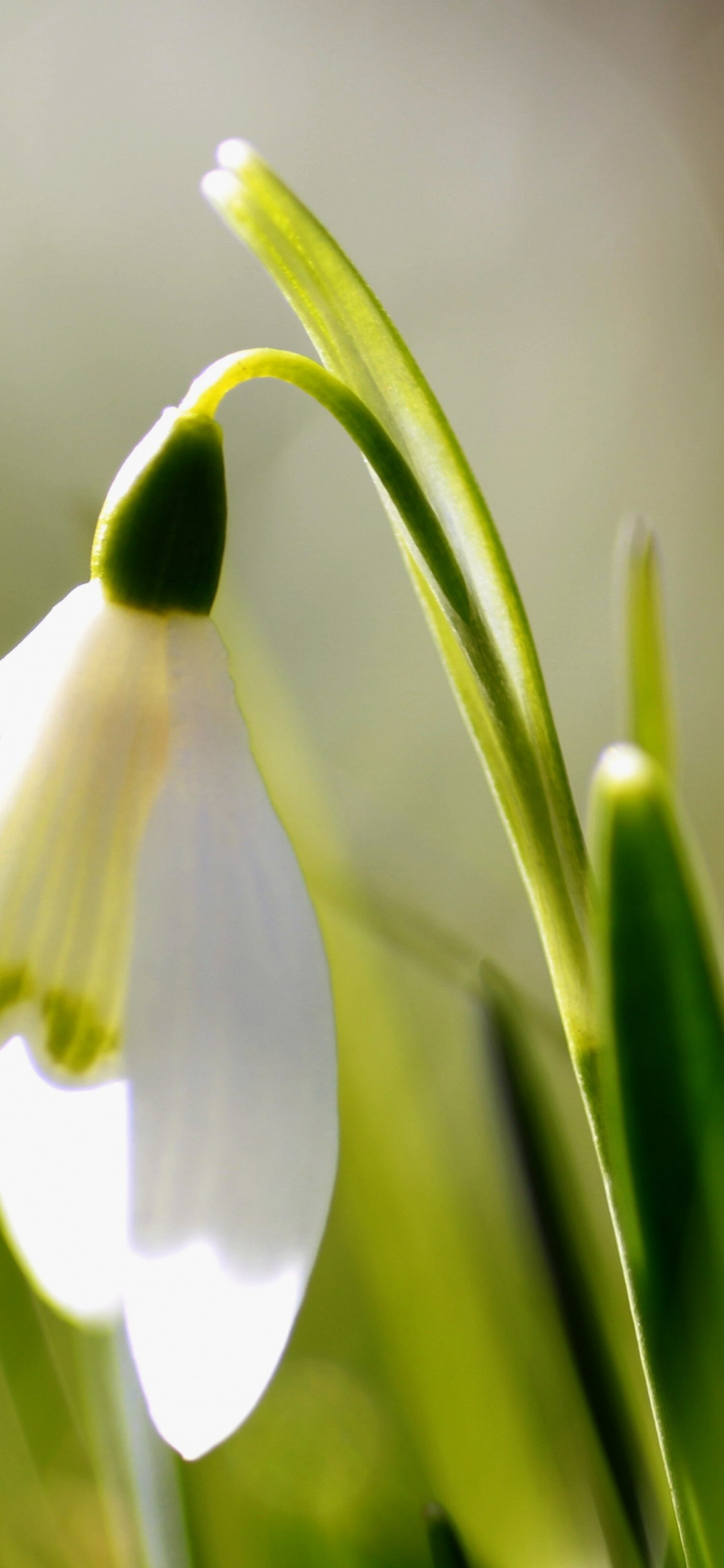 Spring is here. Snowdrop wallpaper 1125x2436