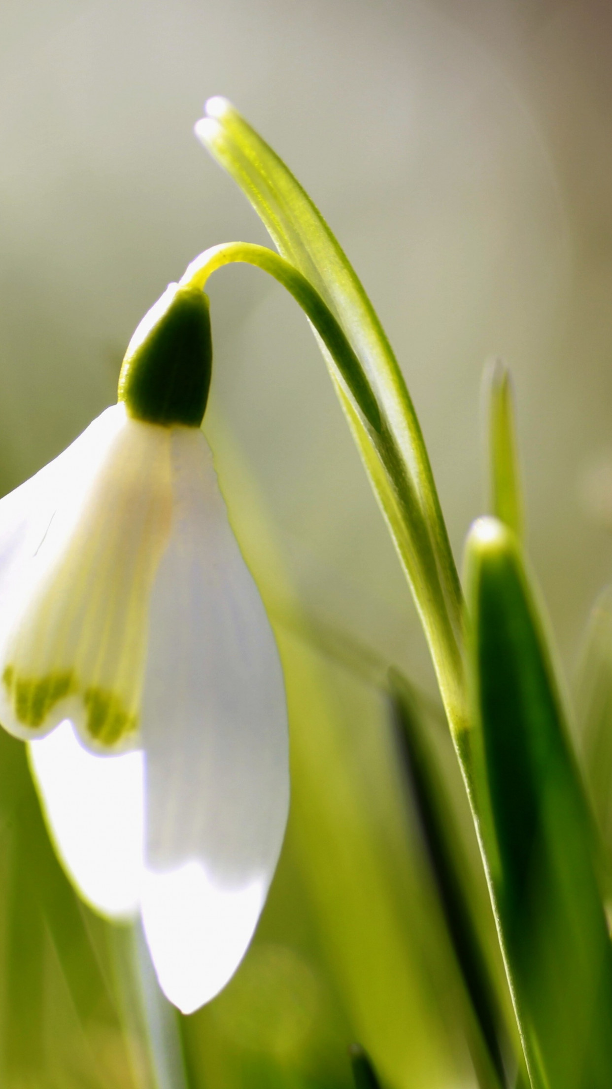 Spring is here. Snowdrop wallpaper 1242x2208