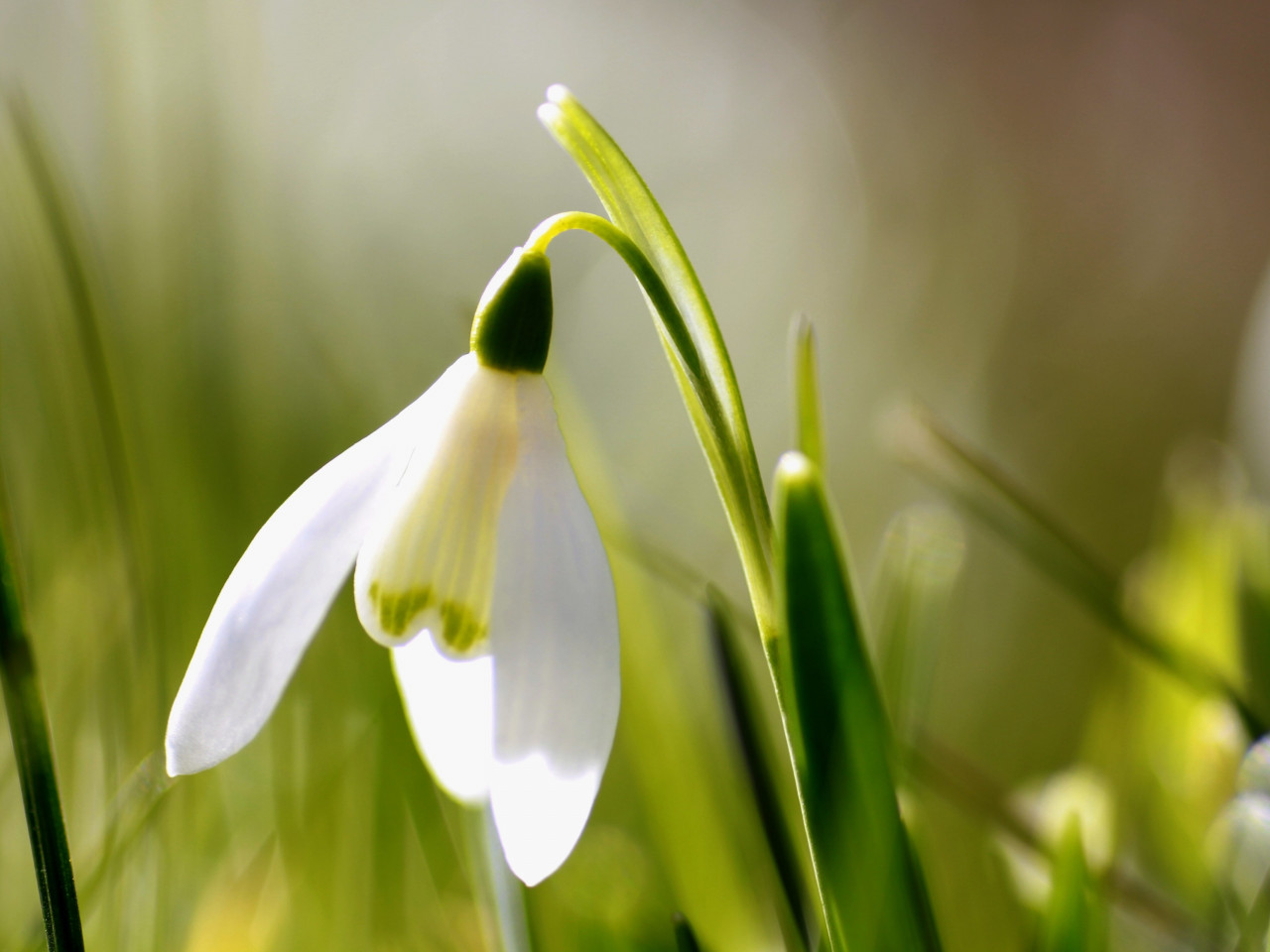 Spring is here. Snowdrop wallpaper 1280x960