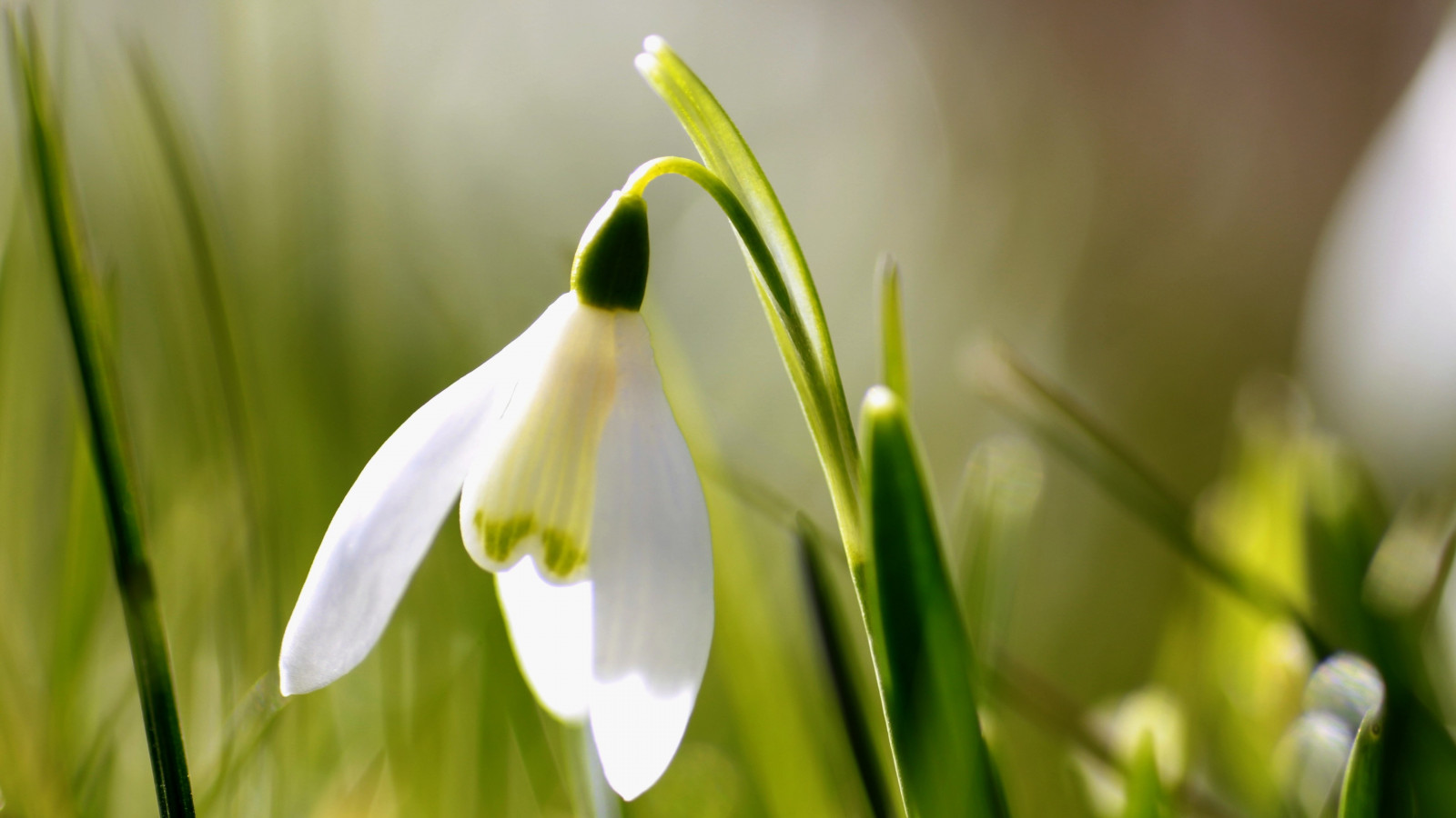 Spring is here. Snowdrop wallpaper 1600x900
