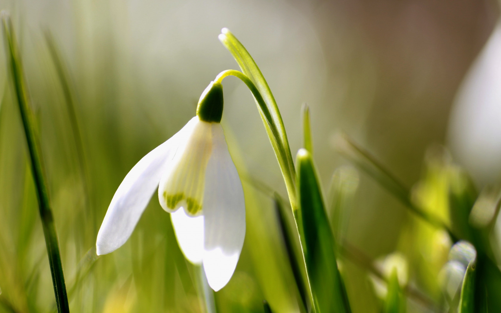 Spring is here. Snowdrop wallpaper 1680x1050