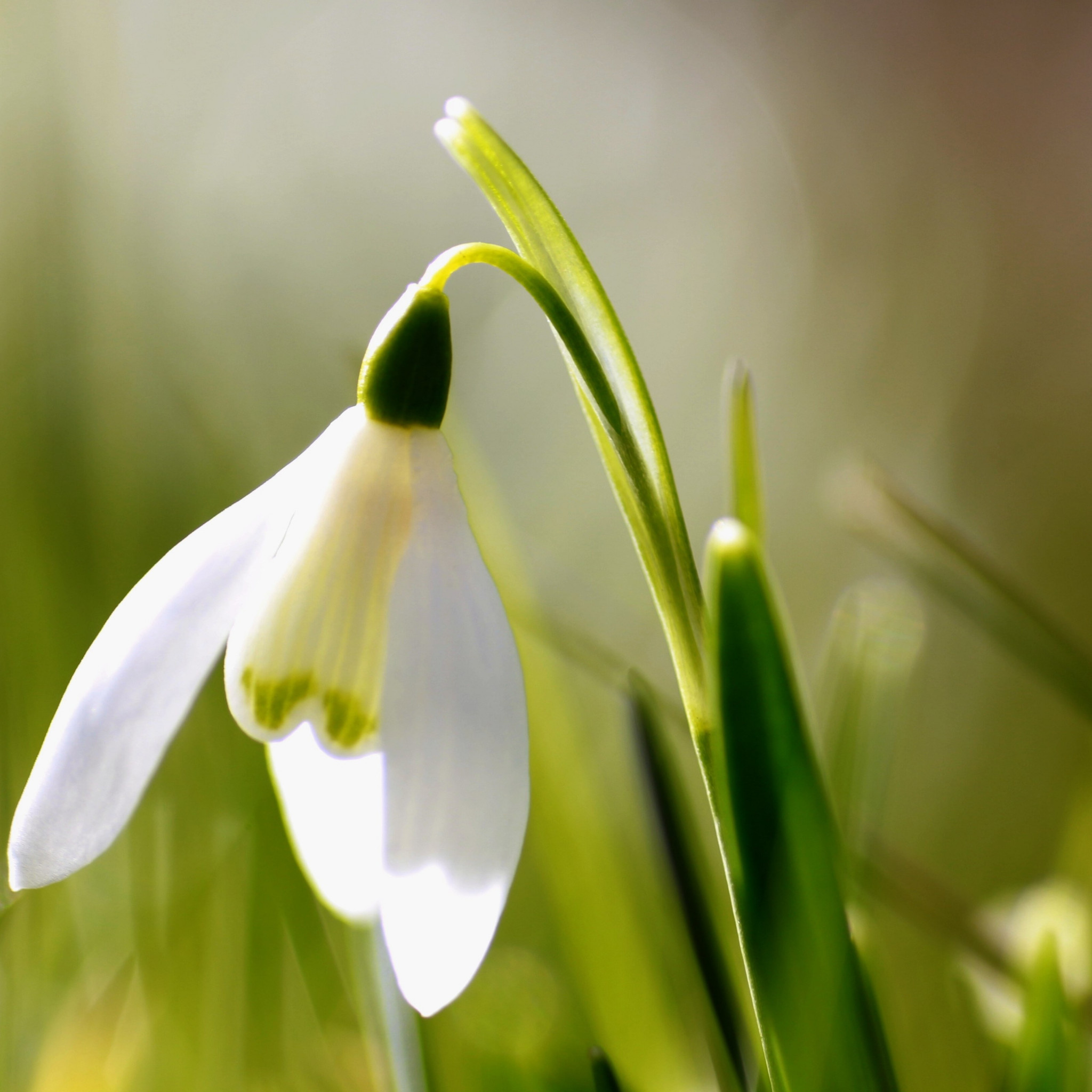 Spring is here. Snowdrop wallpaper 2048x2048