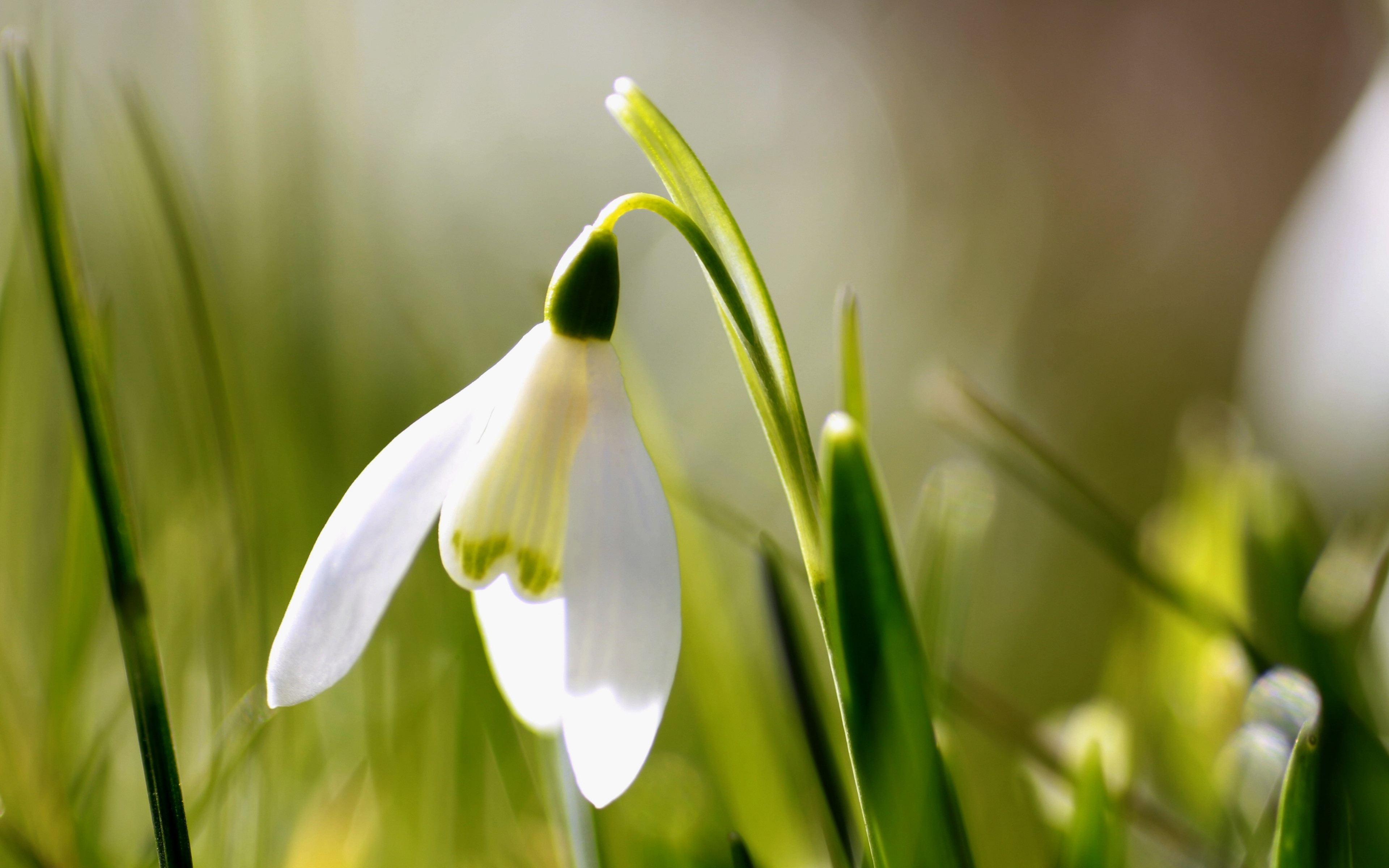 Spring is here. Snowdrop wallpaper 3840x2400