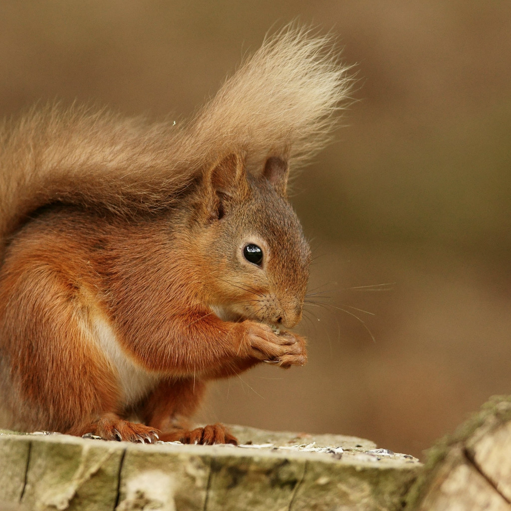 Squirrel wallpaper 1024x1024