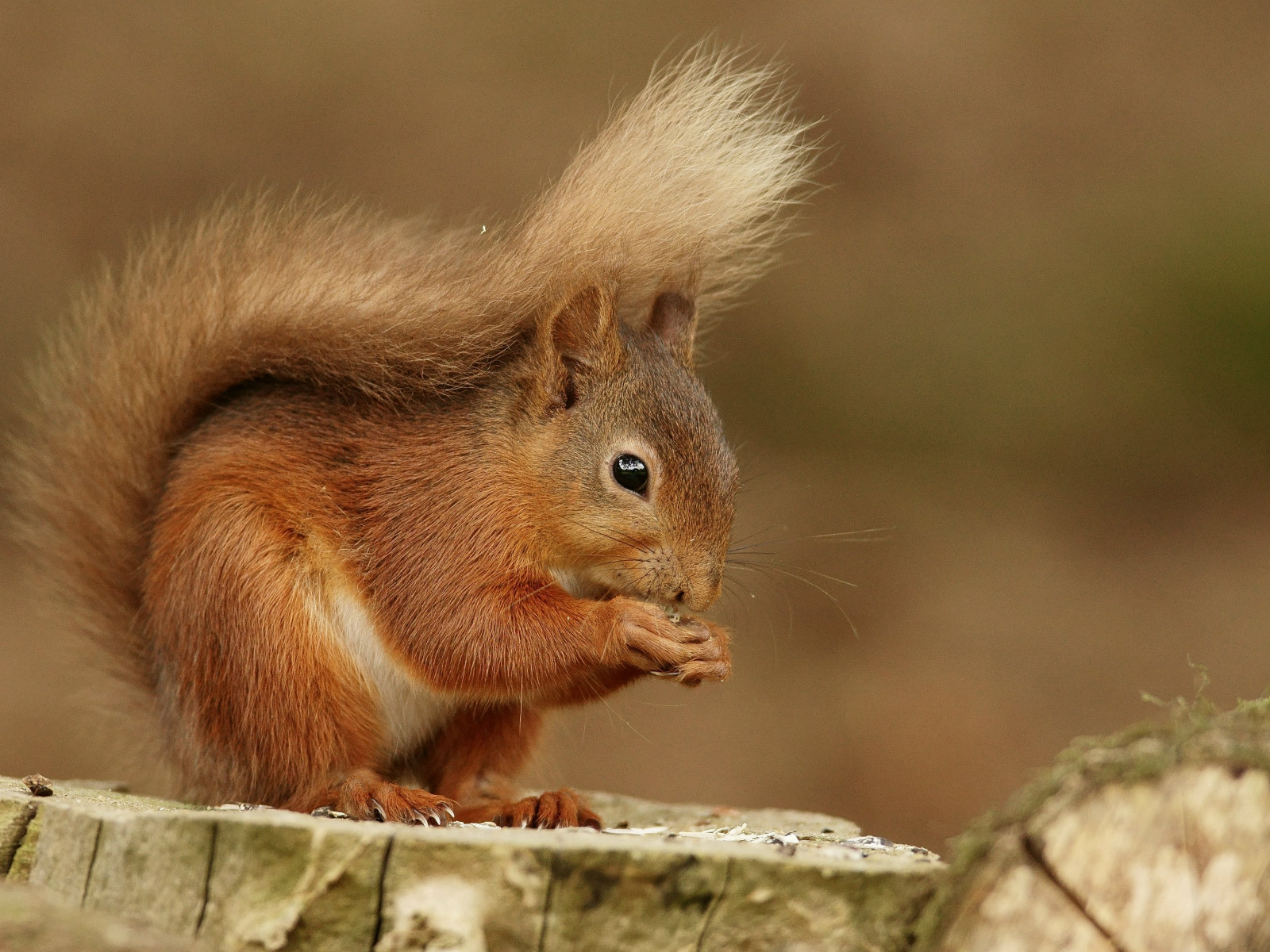 Squirrel wallpaper 1280x960