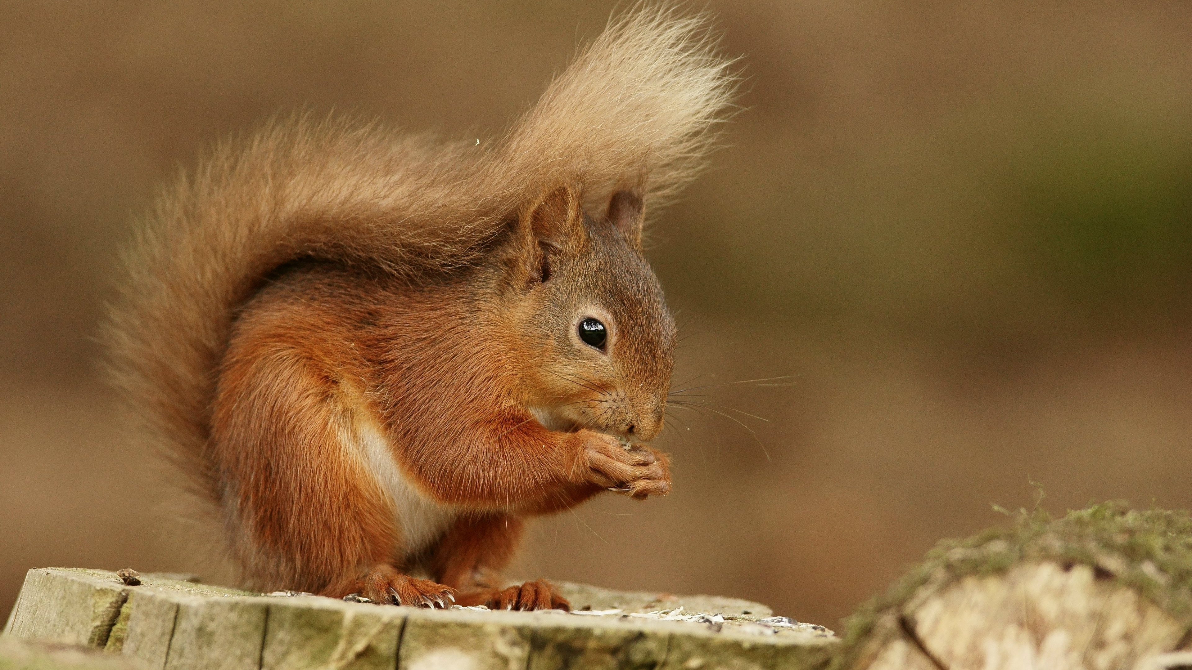 Squirrel wallpaper 3840x2160