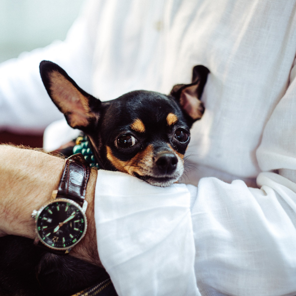 Man with his chihuahua wallpaper 1024x1024