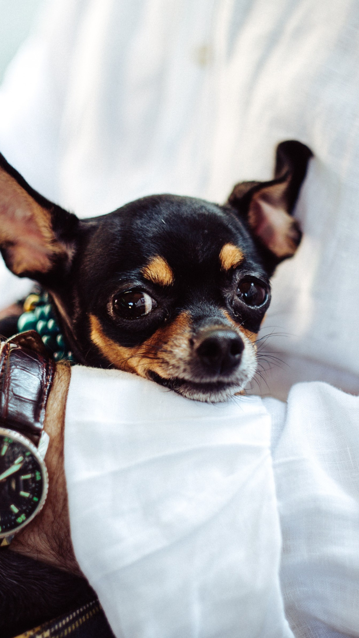 Man with his chihuahua wallpaper 1242x2208