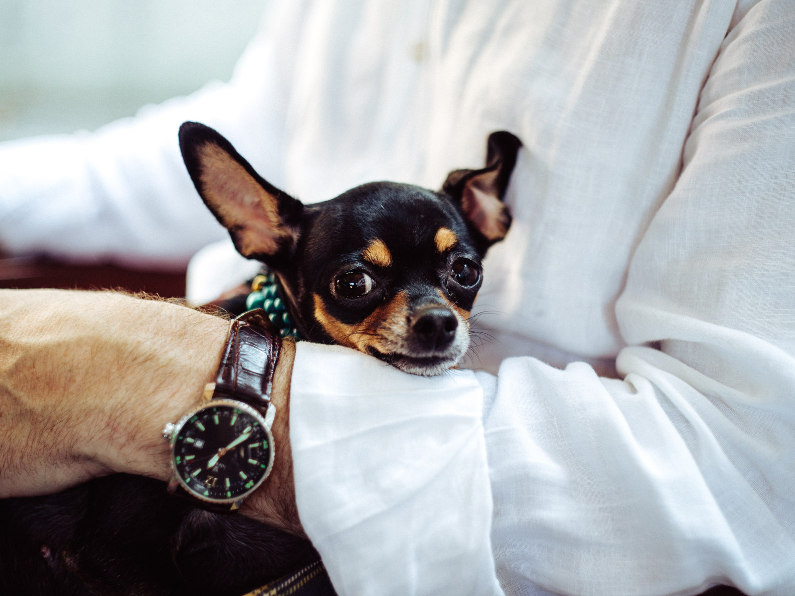 Man with his chihuahua wallpaper 1280x960