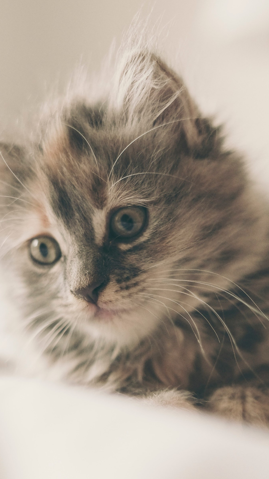 Fluffy kitten wallpaper 1080x1920