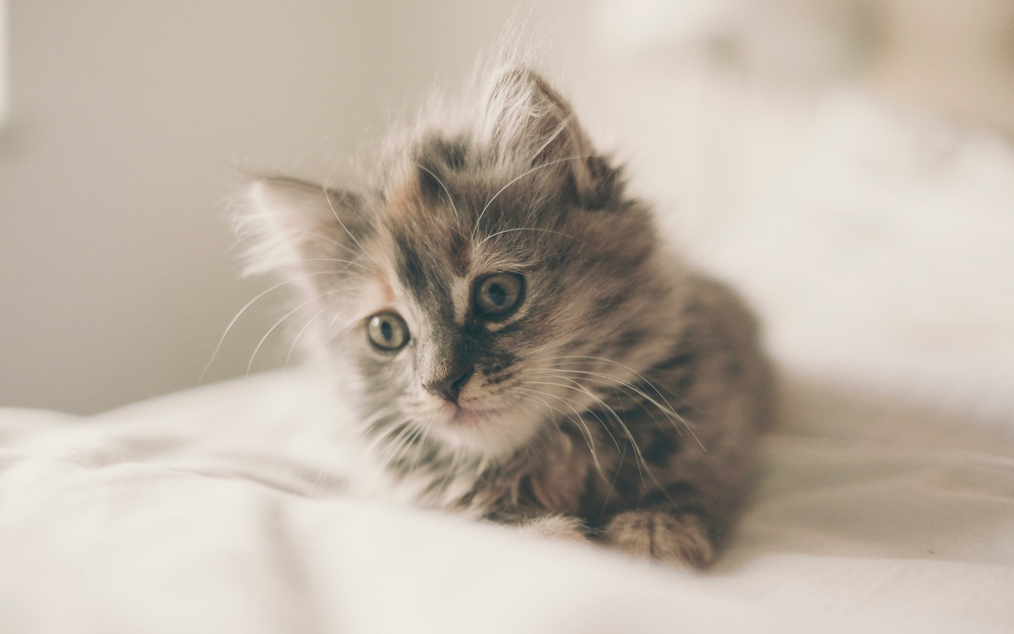 Fluffy kitten wallpaper 1440x900