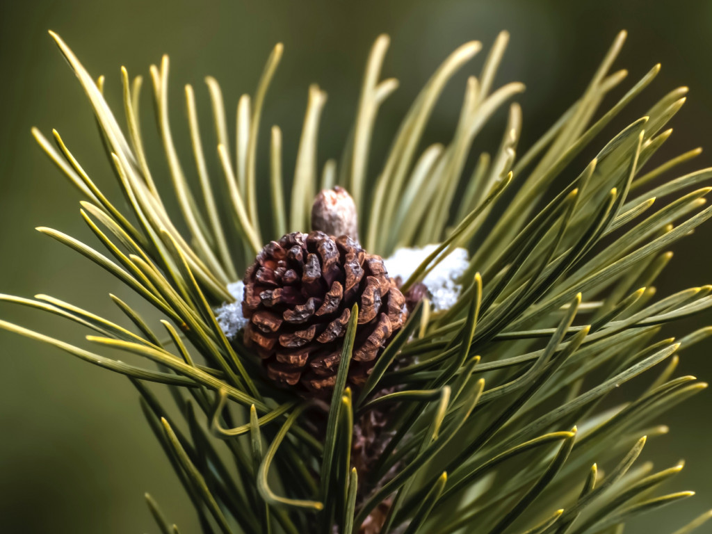 Cone and pine needles wallpaper 1024x768
