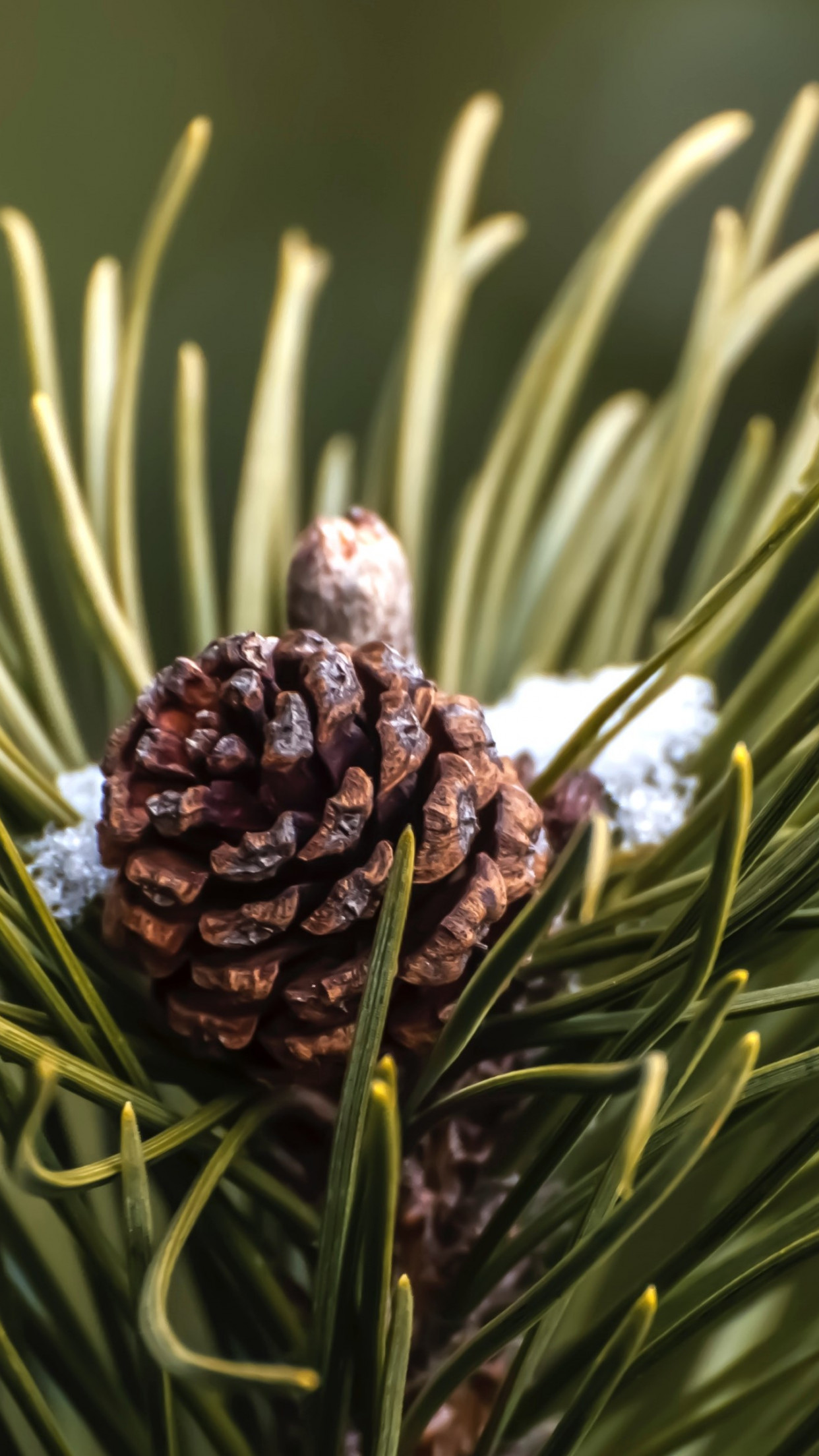 Cone and pine needles wallpaper 1242x2208