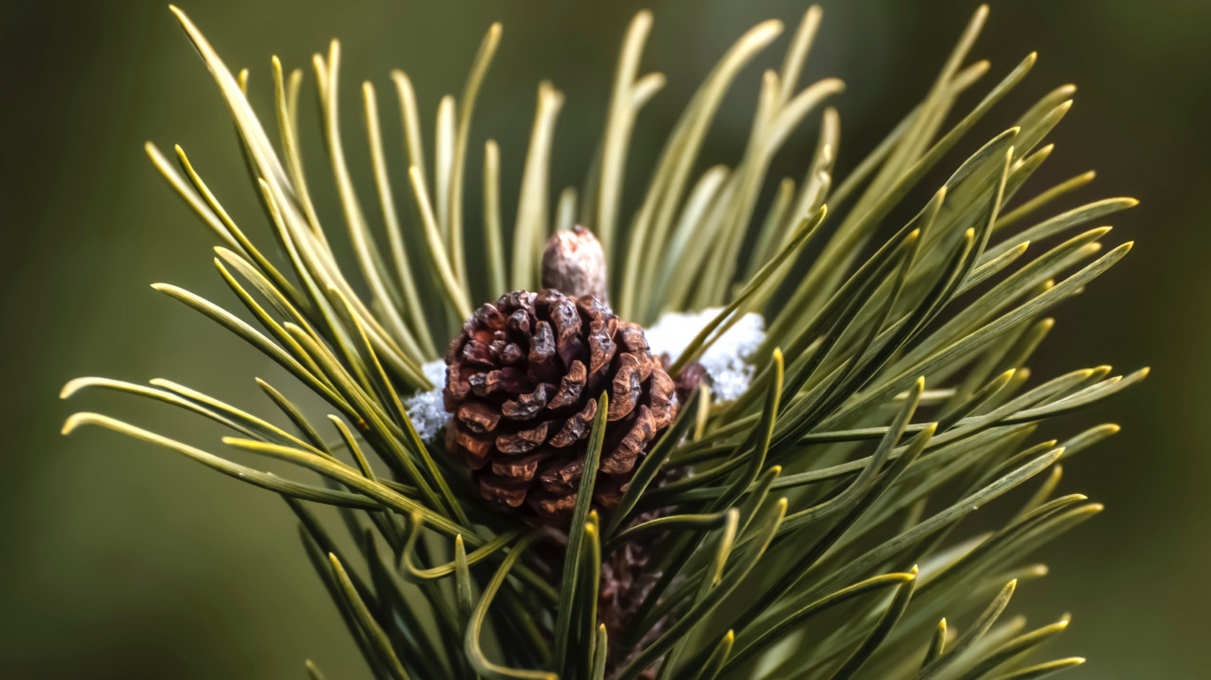 Cone and pine needles wallpaper 1366x768
