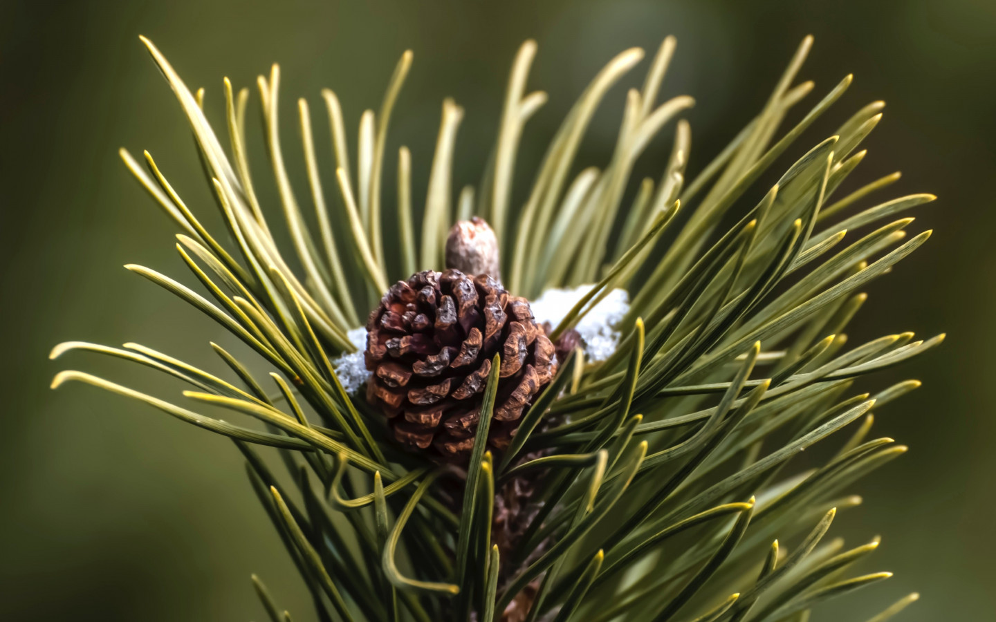 Cone and pine needles wallpaper 1440x900