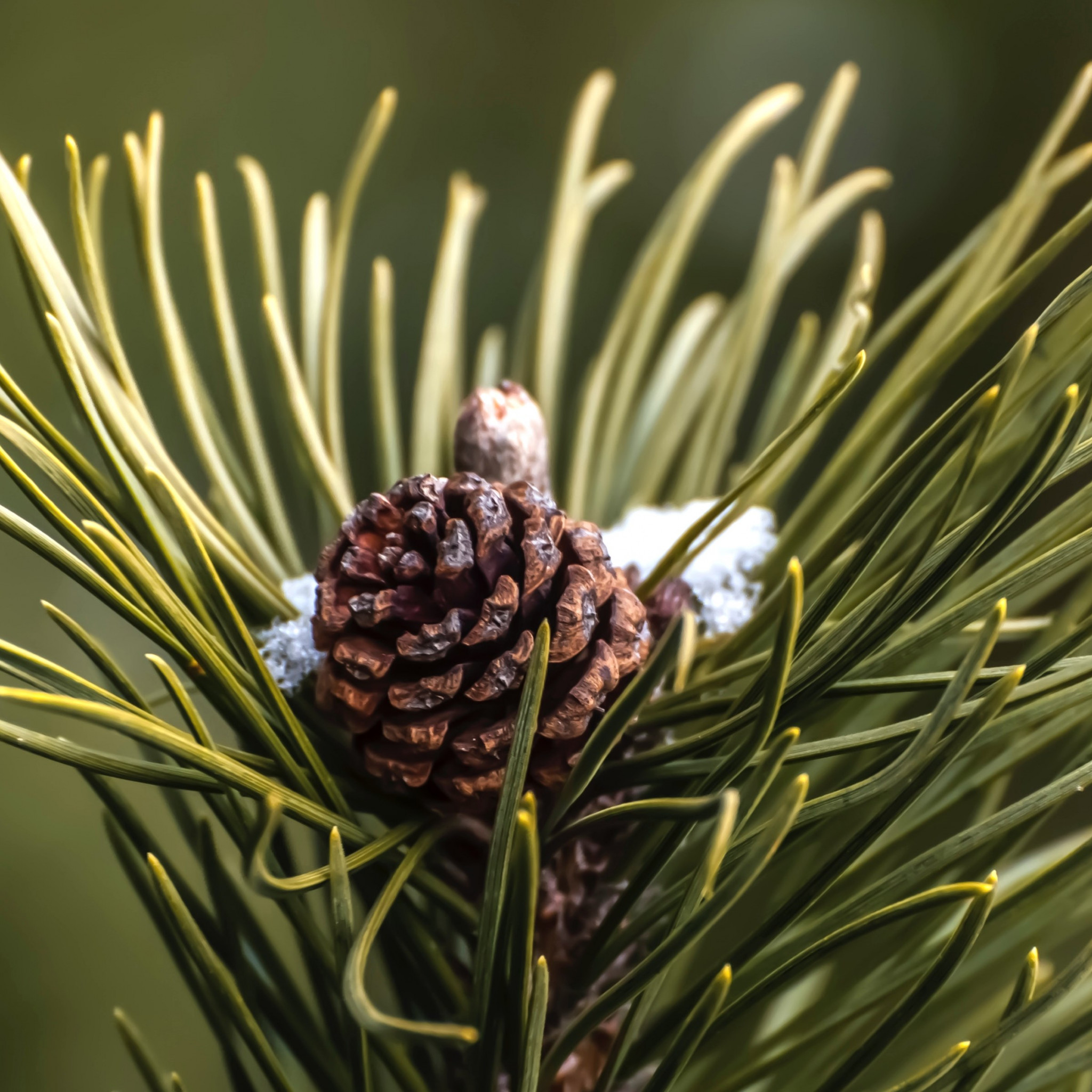 Cone and pine needles wallpaper 2048x2048