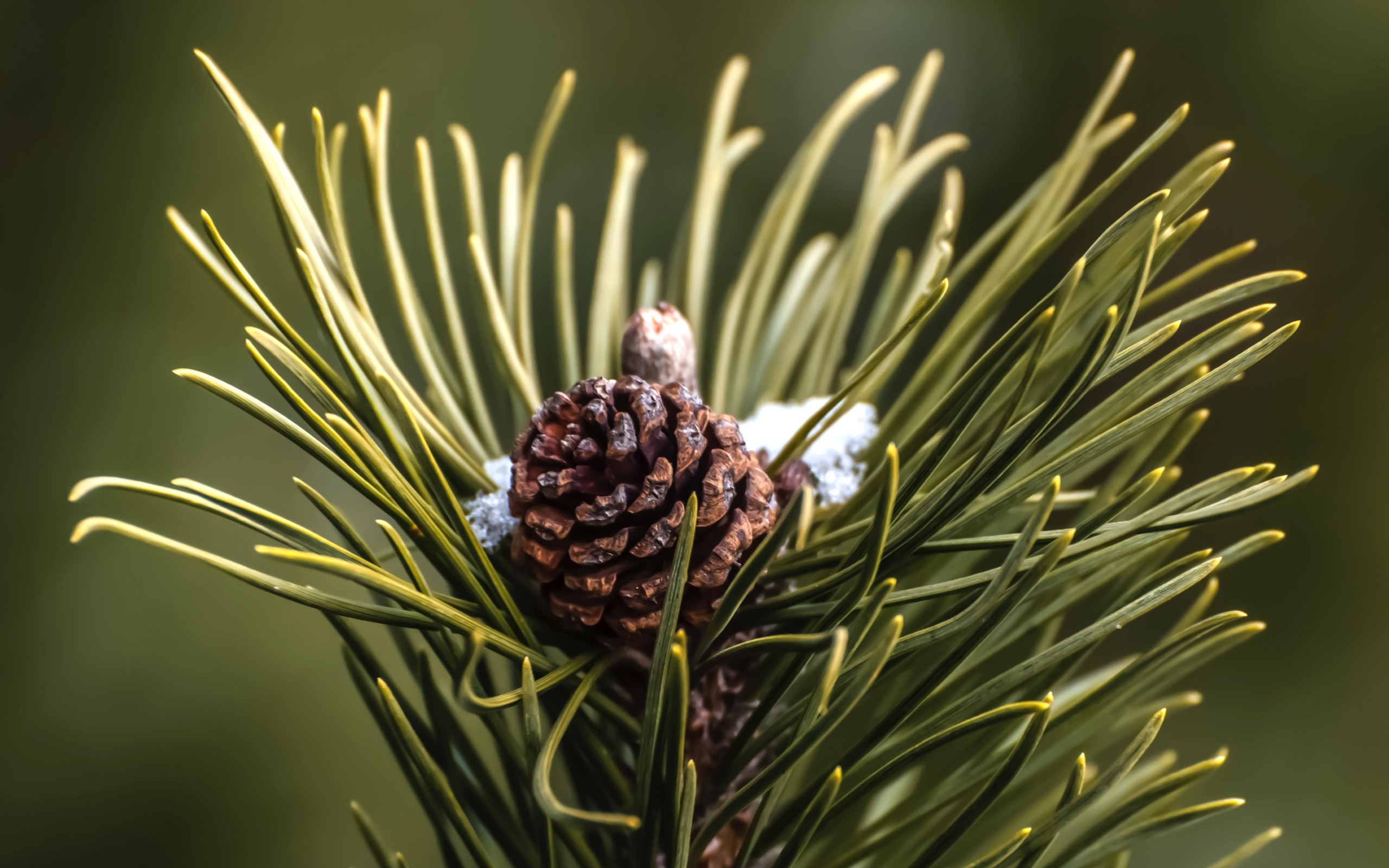 Cone and pine needles wallpaper 2560x1600