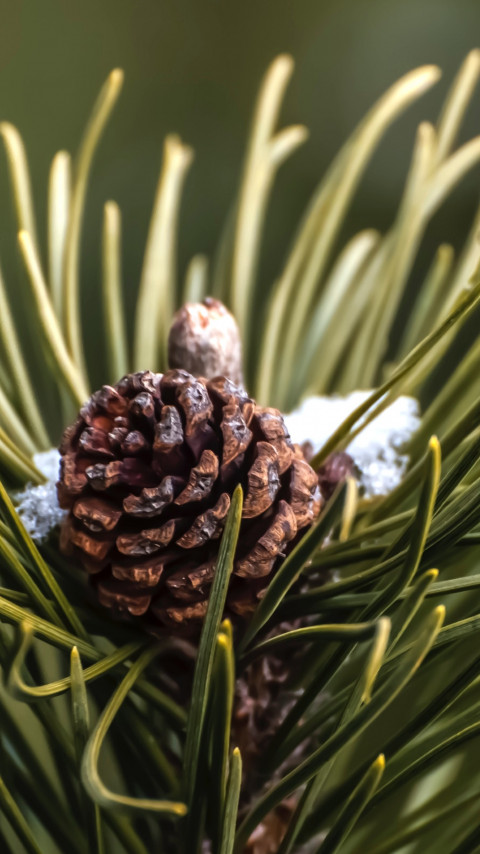 Cone and pine needles wallpaper 480x854