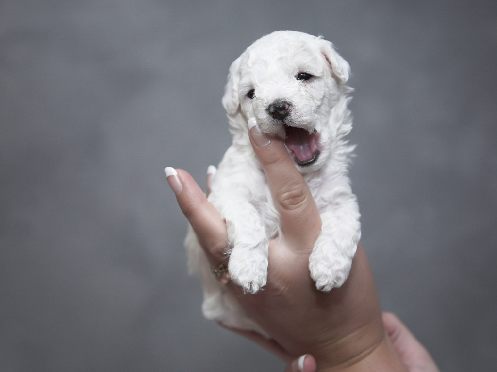 Cutest white puppy wallpaper 1024x768