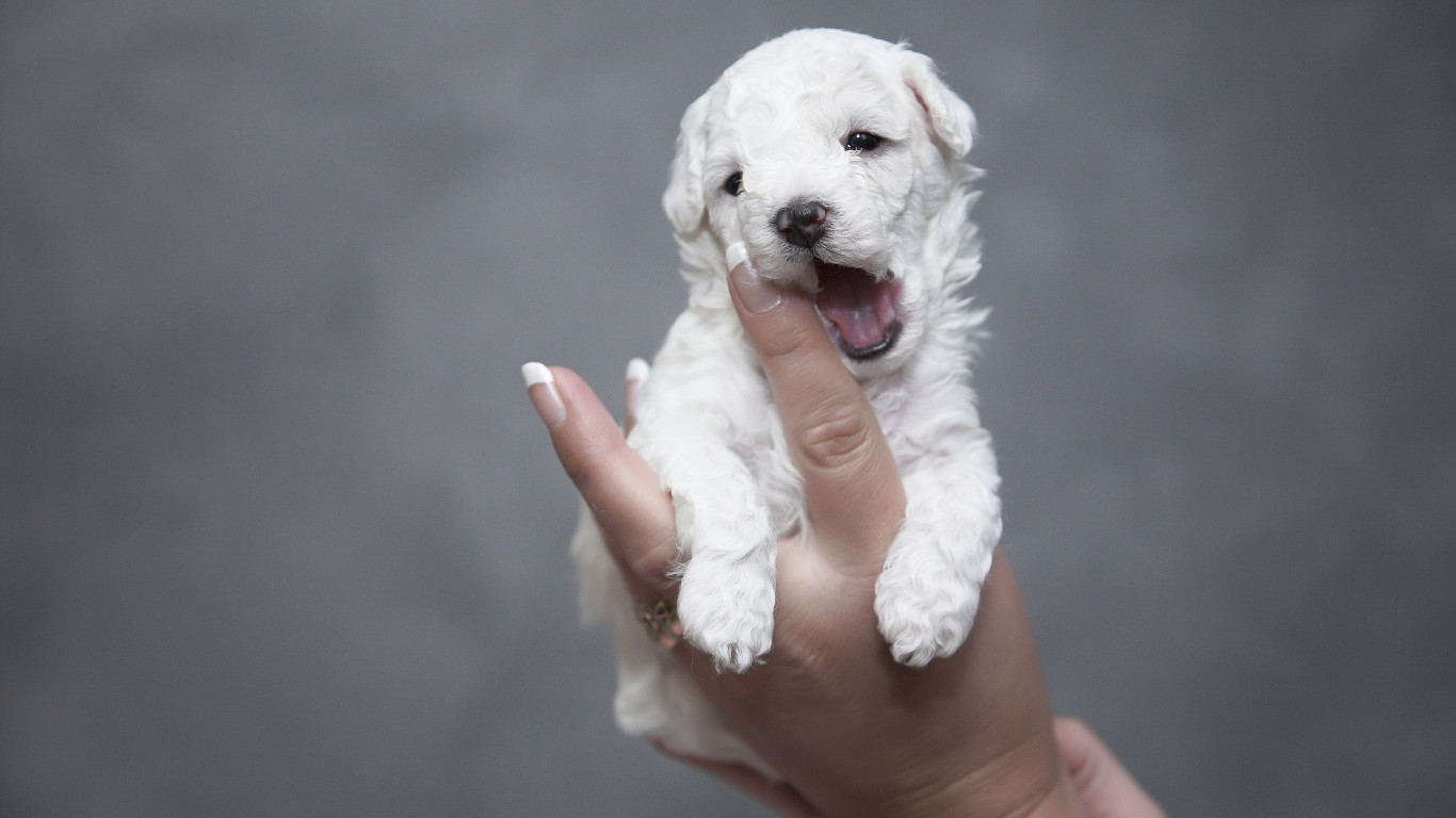 Cutest white puppy wallpaper 1366x768