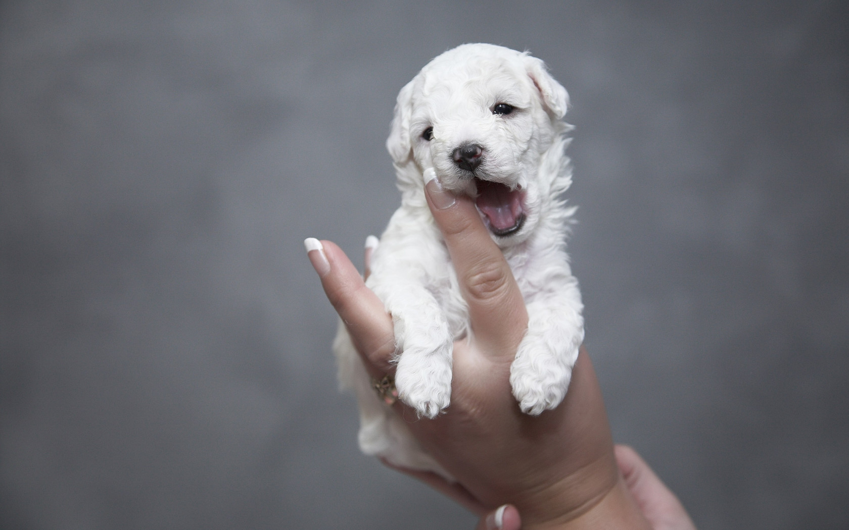 Cutest white puppy wallpaper 1680x1050