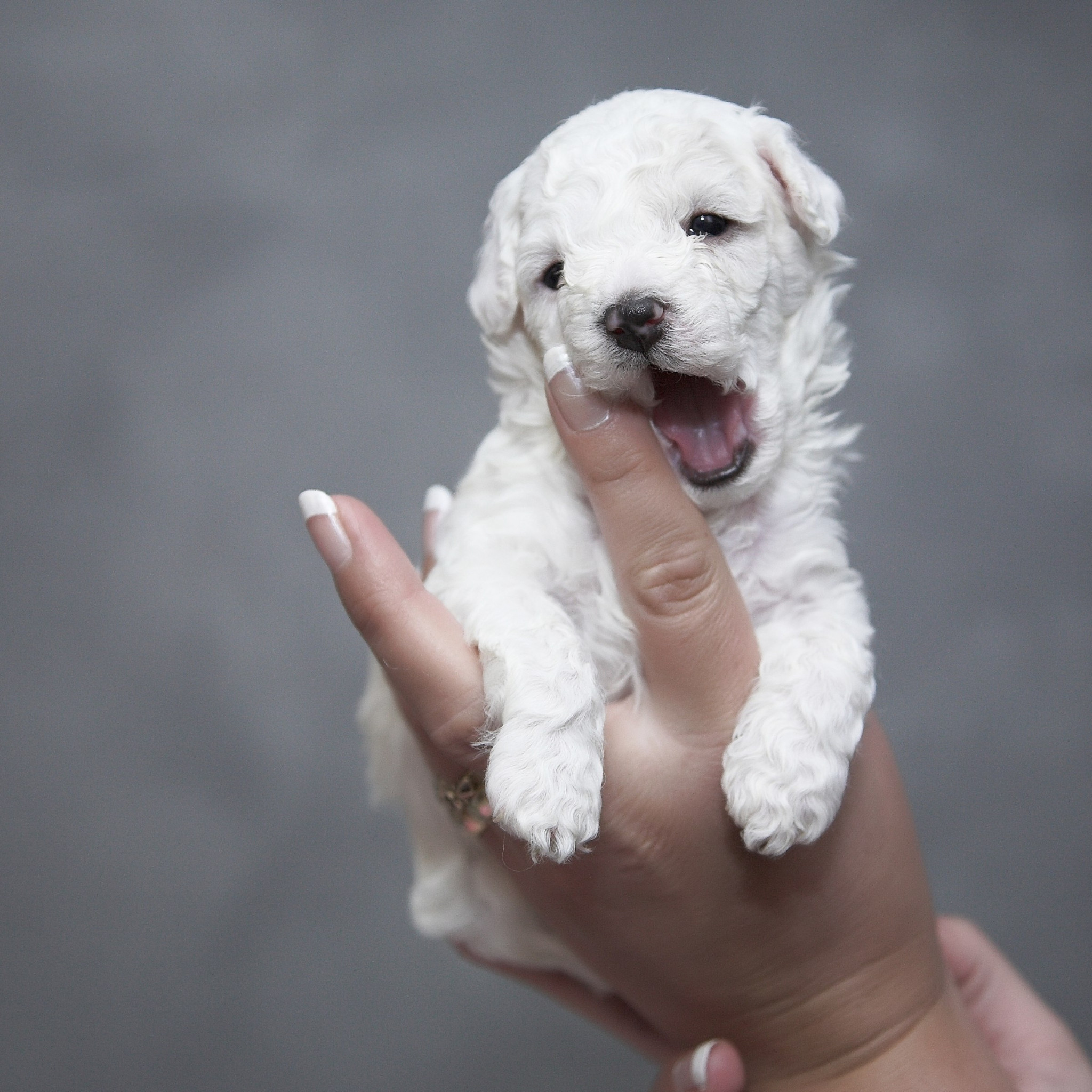 Cutest white puppy wallpaper 2048x2048
