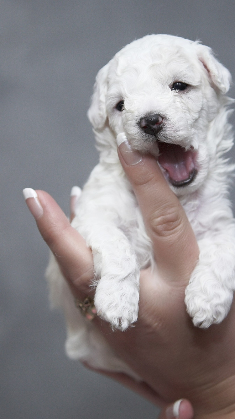 Cutest white puppy wallpaper 750x1334