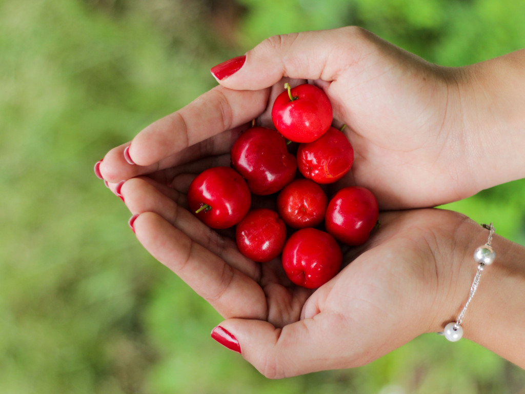 Hands filled with cherries wallpaper 1024x768