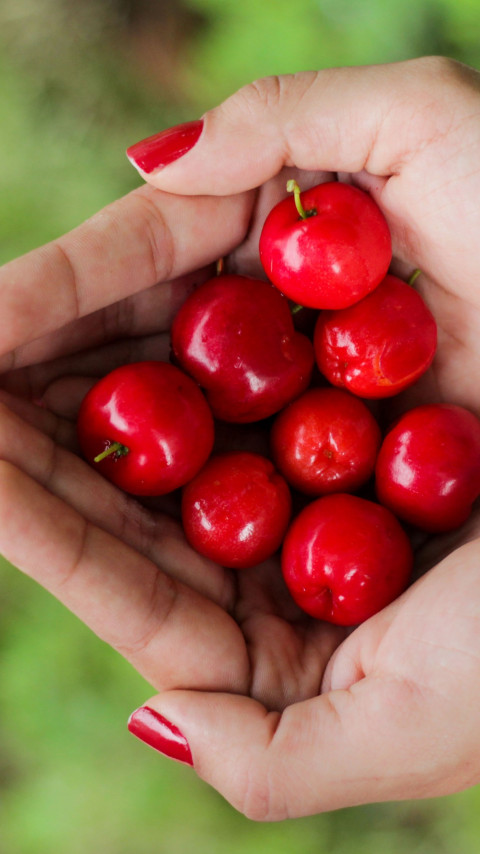 Hands filled with cherries wallpaper 480x854