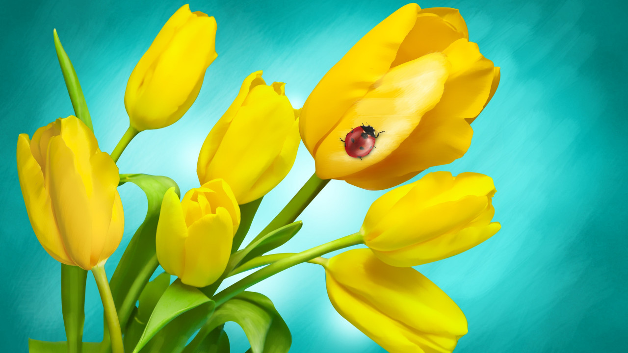 Ladybird on yellow tulips wallpaper 1280x720