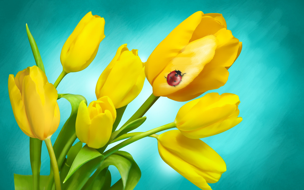 Ladybird on yellow tulips wallpaper 1280x800