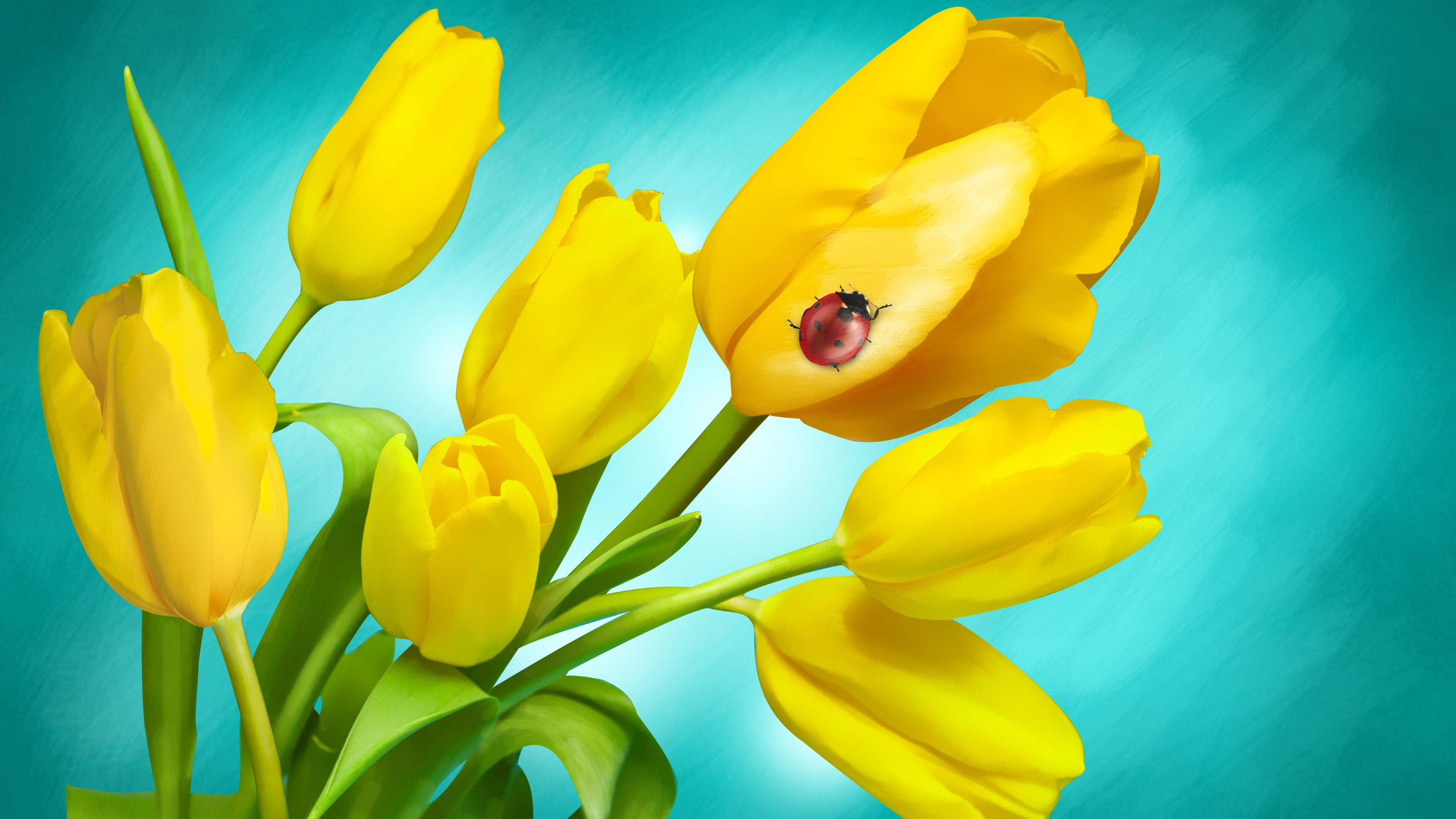 Ladybird on yellow tulips wallpaper 3840x2160