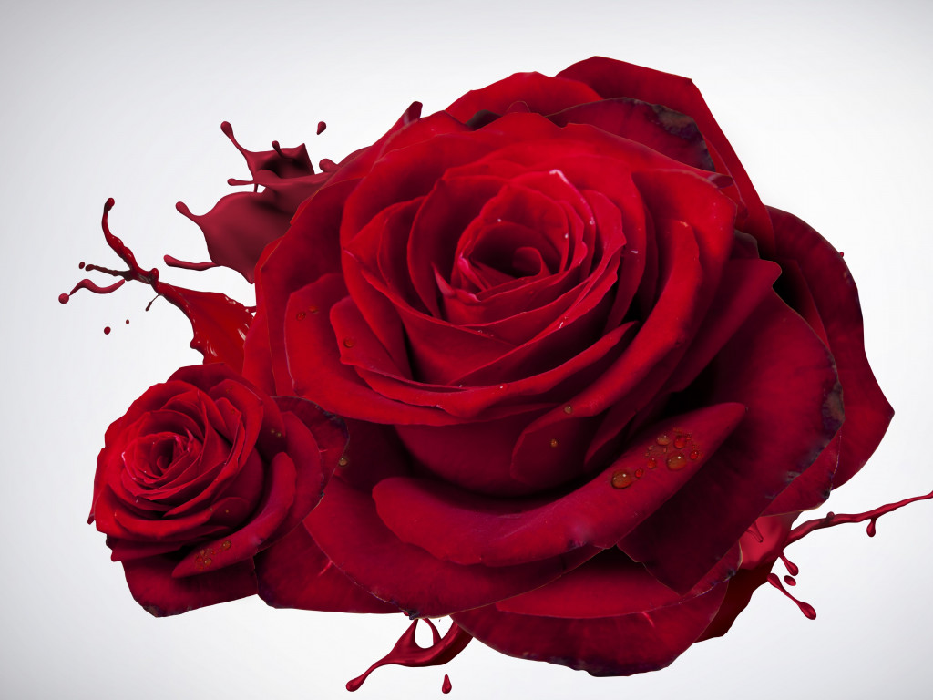 The most beautiful red roses wallpaper 1024x768