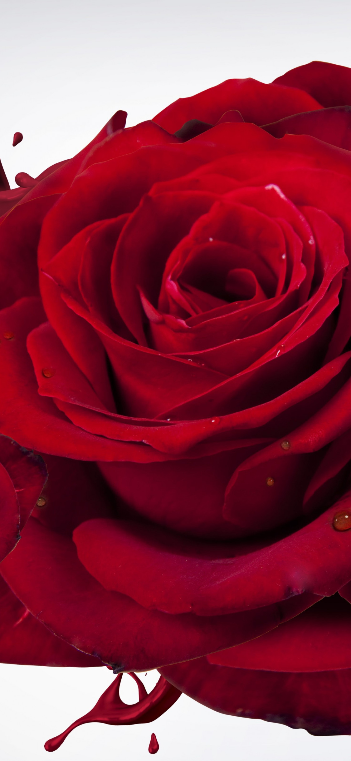 The most beautiful red roses wallpaper 1125x2436