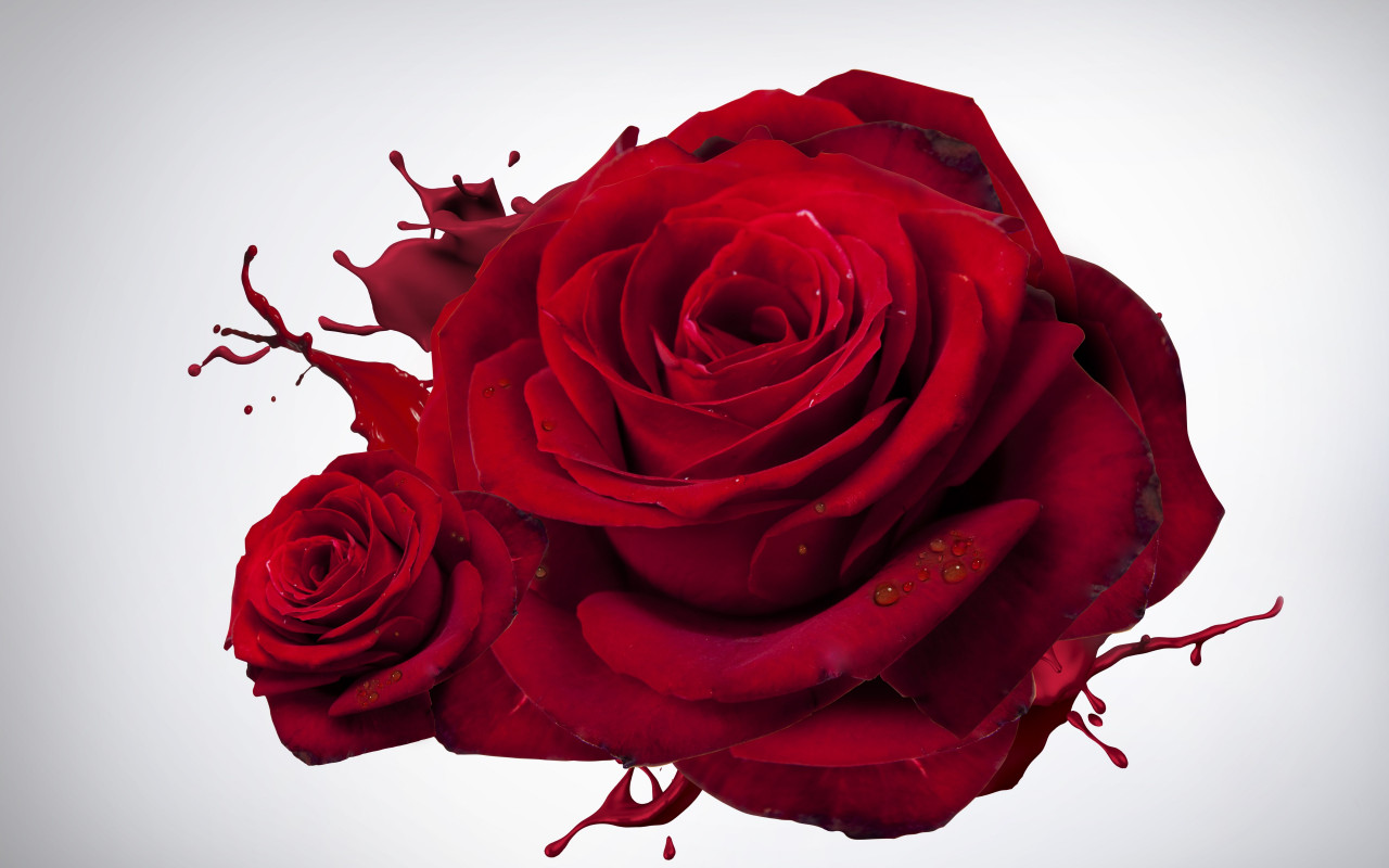 The most beautiful red roses wallpaper 1280x800