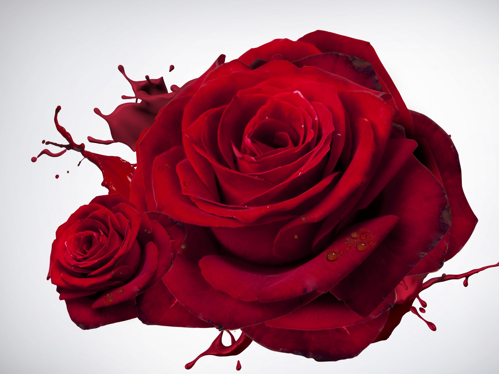 The most beautiful red roses wallpaper 1280x960