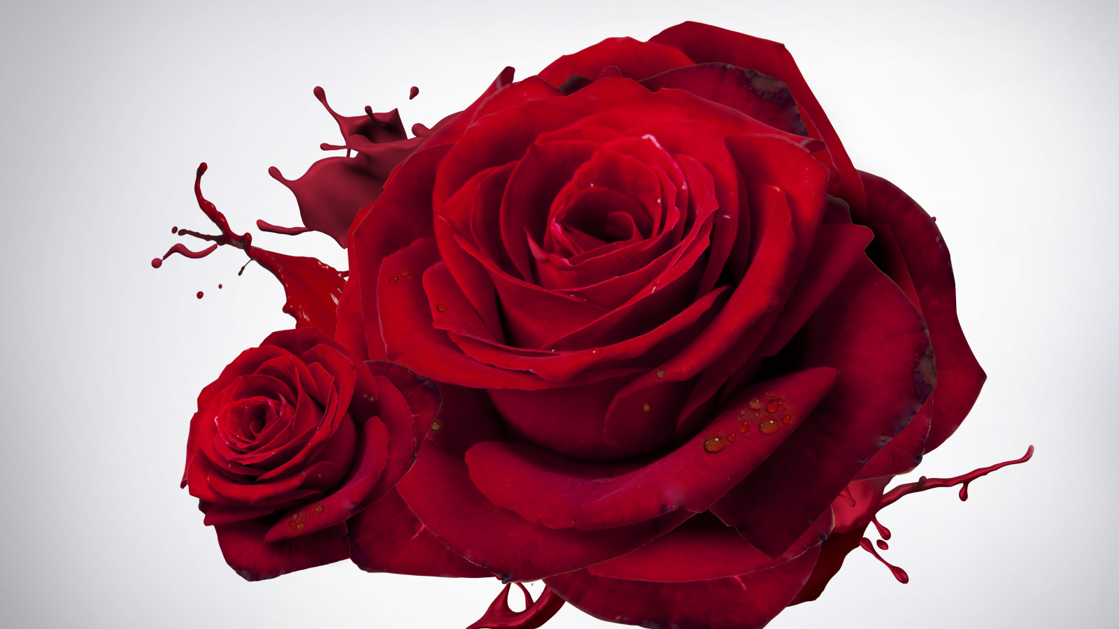 The most beautiful red roses wallpaper 1600x900