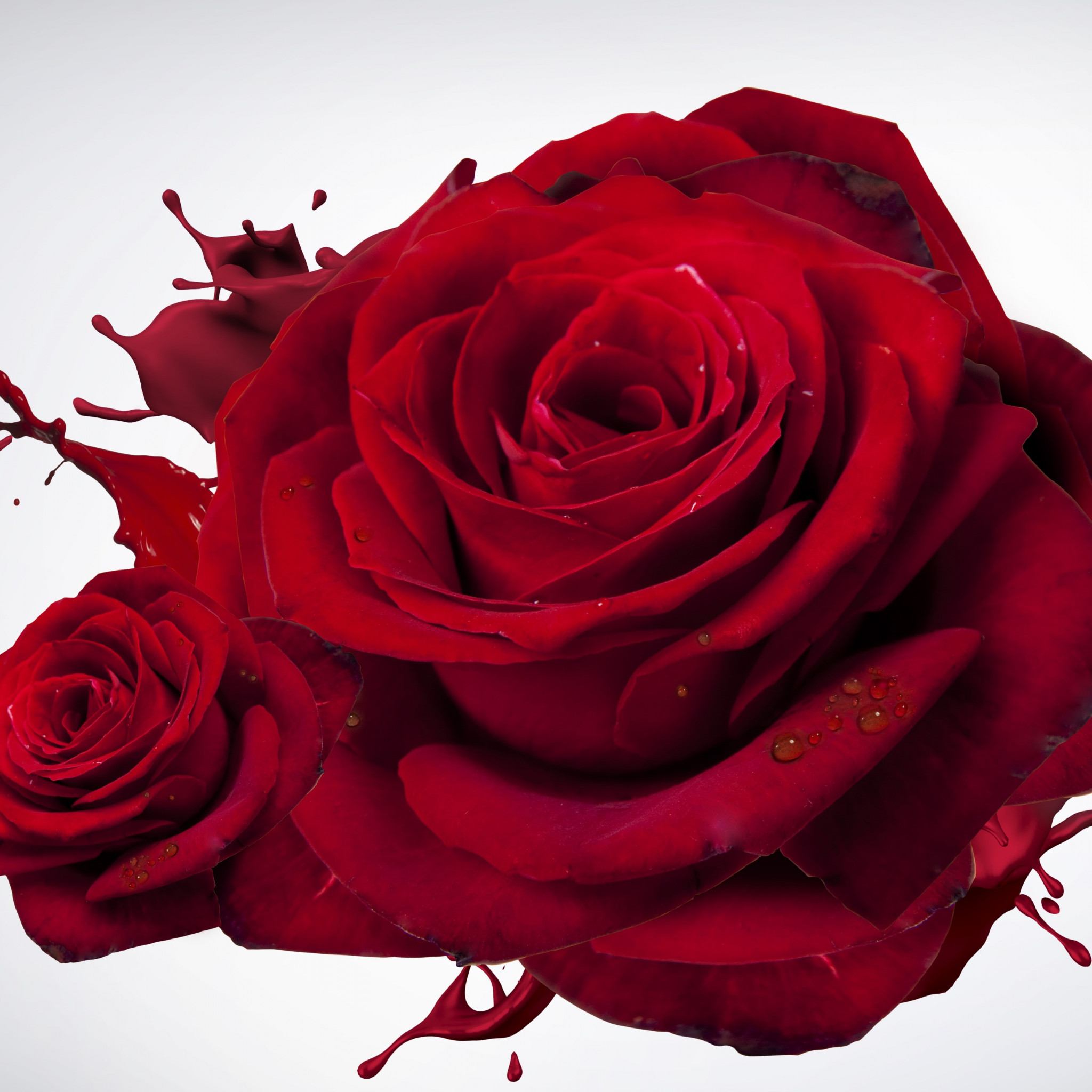 The most beautiful red roses wallpaper 2048x2048