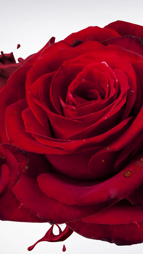 The most beautiful red roses wallpaper 480x854