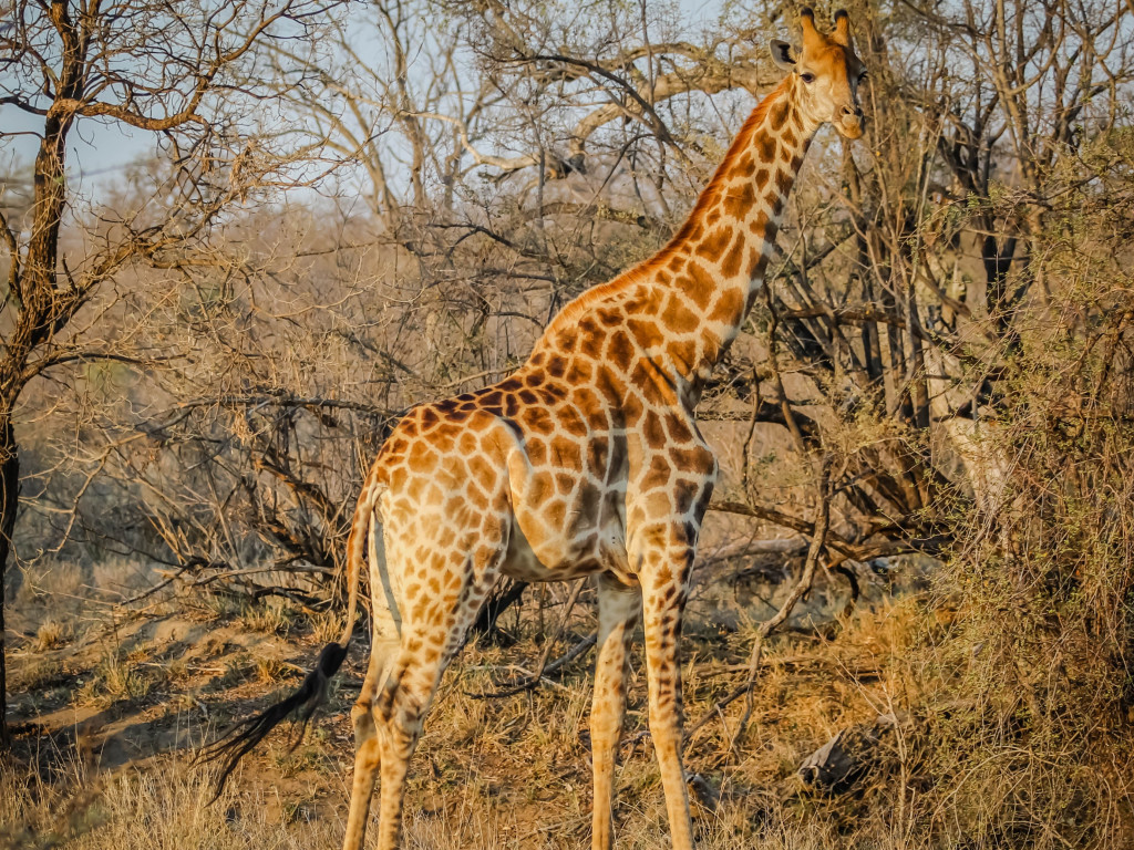 Wild giraffe in African safari wallpaper 1024x768