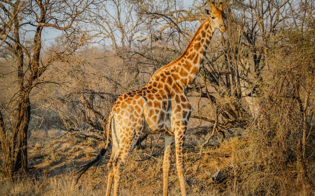 Wild giraffe in African safari wallpaper 1280x800