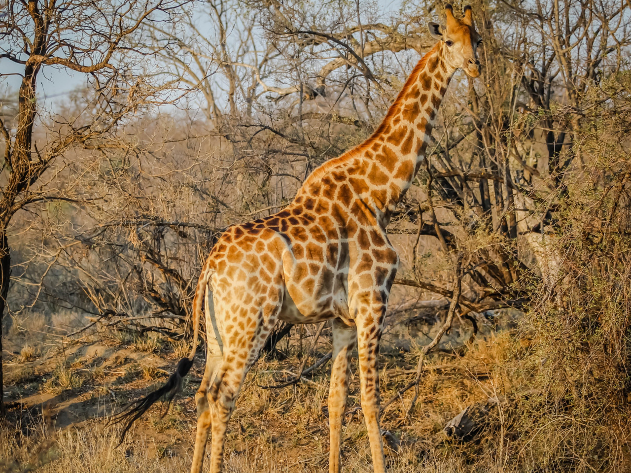 Wild giraffe in African safari wallpaper 1280x960