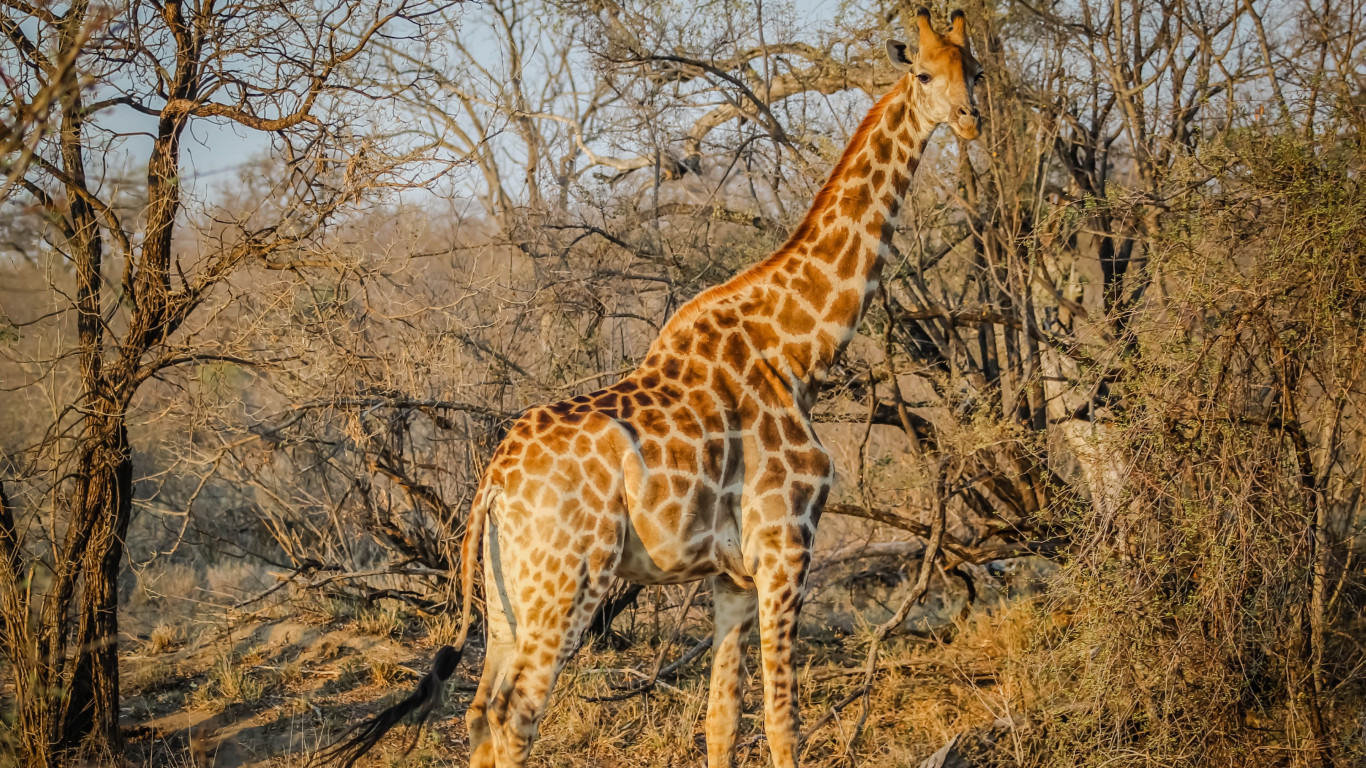 Wild giraffe in African safari wallpaper 1366x768
