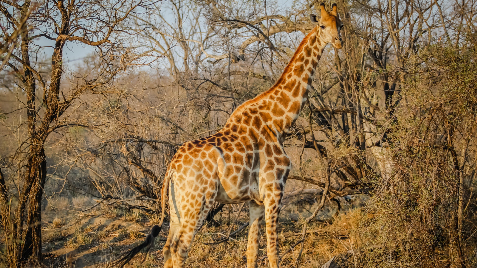 Wild giraffe in African safari wallpaper 1600x900