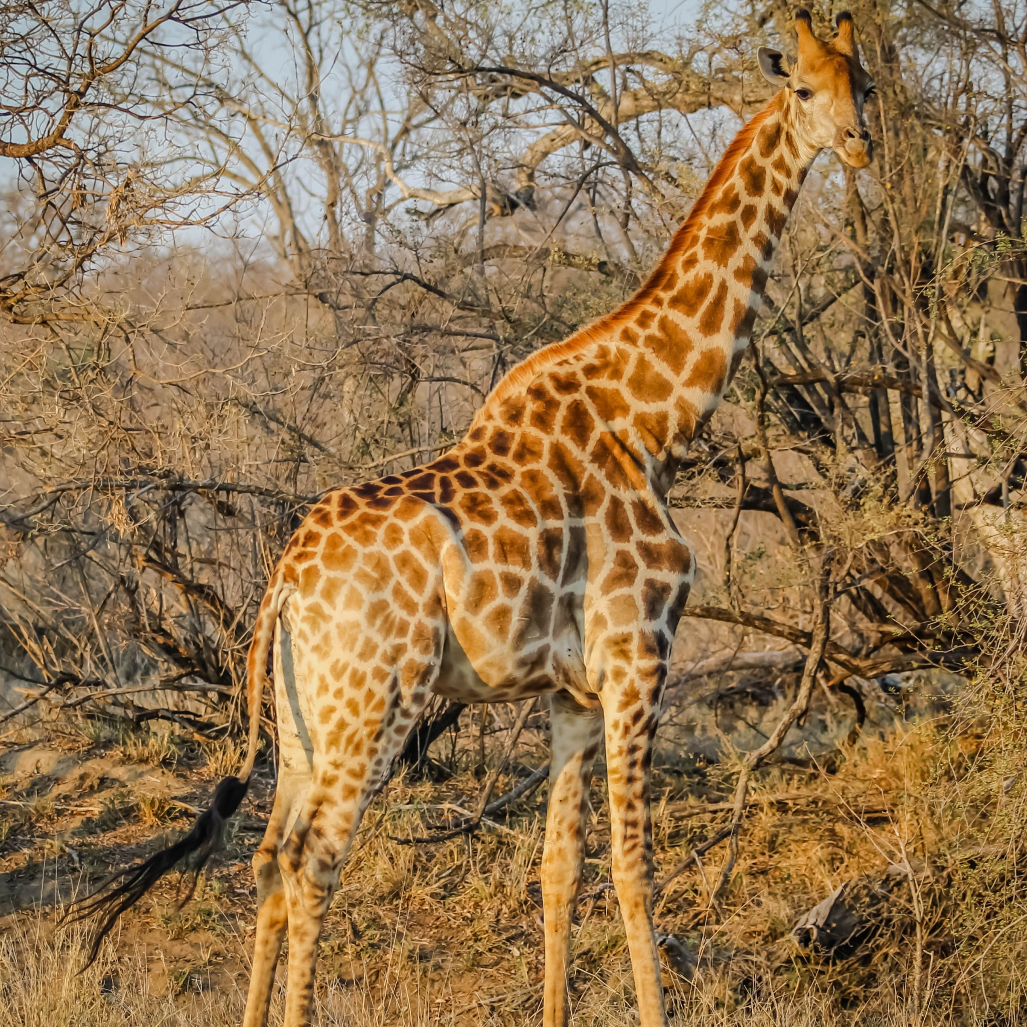Wild giraffe in African safari wallpaper 2048x2048