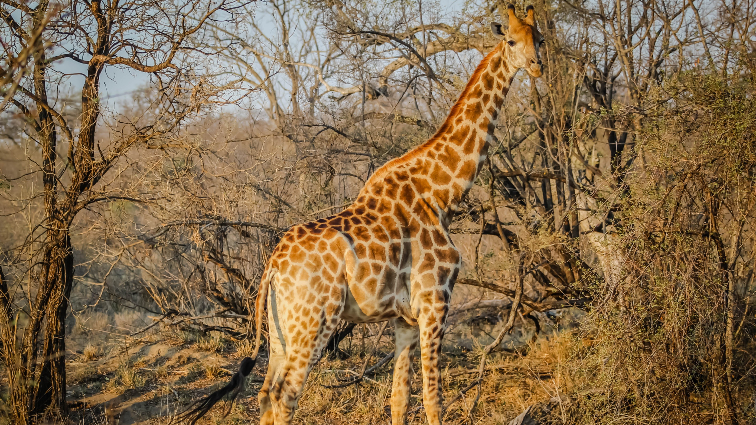 Wild giraffe in African safari wallpaper 2560x1440