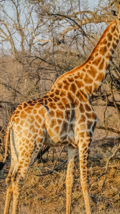 Wild giraffe in African safari wallpaper 480x854